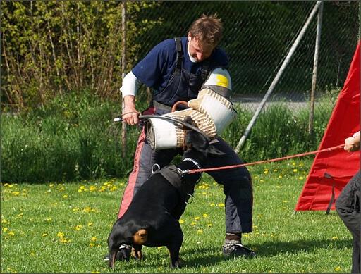 Dogs in training 5/2008